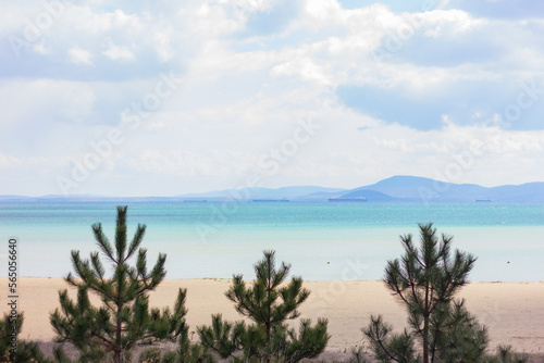 silhouettes of pine trees on background of beach and the sea. nature  background  landscape