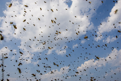Swarm bee research, Appledore Island, Maine. photo