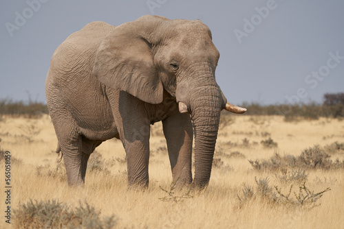 Large male African Elephant (Loxodonta africana) feeding in the dry arid landscape of Etosha National Park, Namibia
