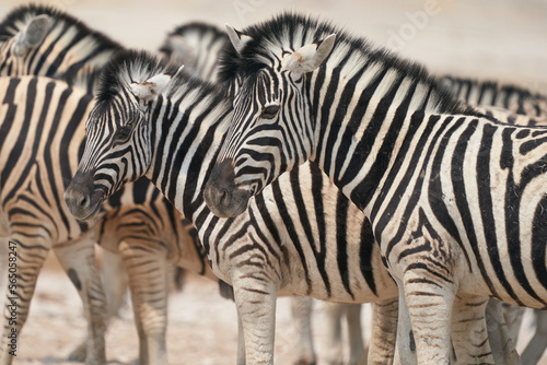 Burchell's Zebra (Equus burchellii) waiting to get to a waterhole in Etosha National Park, Namibia