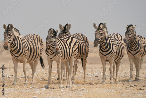 Burchell s Zebra  Equus burchellii  waiting to get to a waterhole in Etosha National Park  Namibia