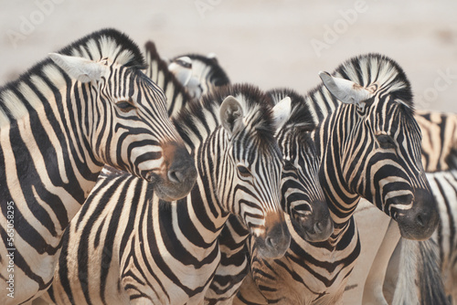 Burchell's Zebra (Equus burchellii) waiting to get to a waterhole in Etosha National Park, Namibia