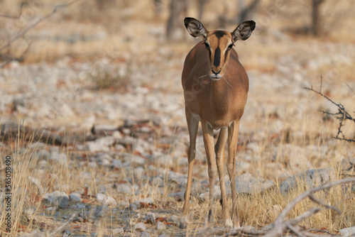 Female Black-faced Impala (Aepyceros melampus petersi) in Etosha National Park, Namibia