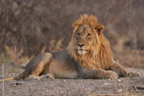 Fototapeta Naklejka Na Ścianę i Meble -  Male African Lion (Panthera Leo) resting before heading off to hunt as dusk approaches in Ongava Game Reserve, Namibia