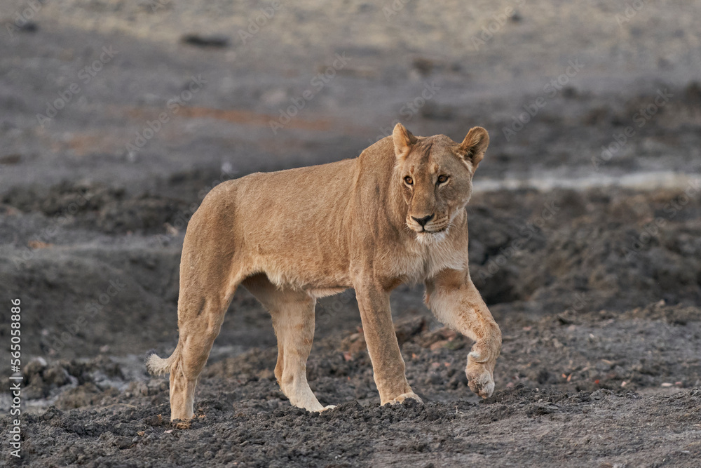Female African Lion (Panthera Leo) resting before heading off to hunt as dusk approaches in Ongava Game Reserve, Namibia Female African Lion (Panthera Leo) resting before heading off to hunt as dusk approaches in Ongava Game Reserve, Namibia
