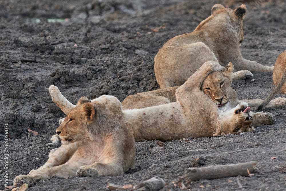 Naklejka premium Group of African Lion cubs (Panthera Leo) at a waterhole in Ongava Game Reserve, Namibia