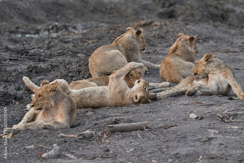 Group of African Lion cubs (Panthera Leo) at a waterhole in Ongava Game Reserve, Namibia photo