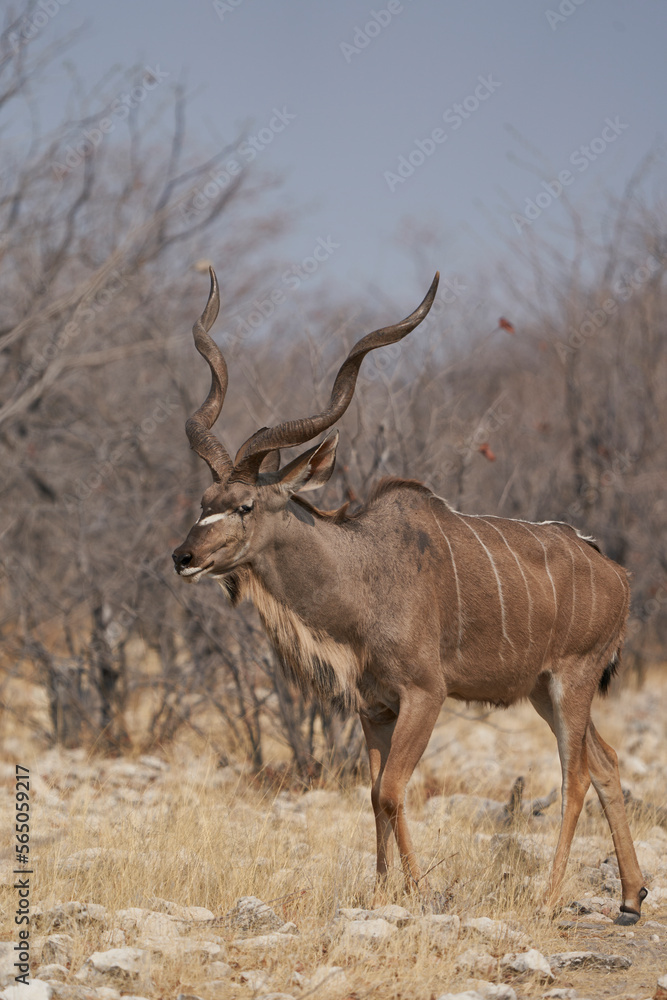 Male Greater Kudu (Tragelaphus strepsiceros) walking through woodland to a waterhole in Etosha National Park, Namibia Male Greater Kudu (Tragelaphus strepsiceros) walking through woodland to a waterhole in Etosha National Park, Namibia