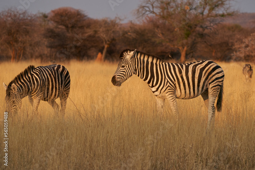 Burchell's Zebra (Equus burchellii)  in Okonjima Nature Reserve, Namibia © JeremyRichards