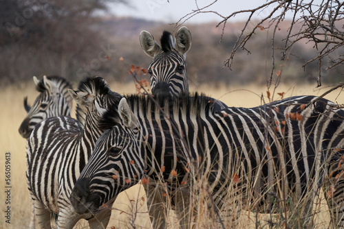 Burchell s Zebra  Equus burchellii   in Okonjima Nature Reserve  Namibia