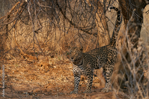 Leopard (Panthera pardus) marking its territory in Okonjima Nature Reserve, Namibia
