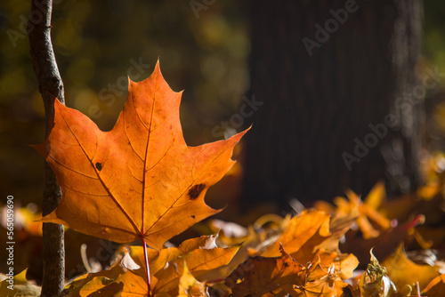 Colorful landscape of golden autumn in the park.Close-up of fallen autumn leaves