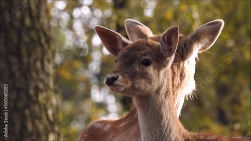 Damwild im Wald photo