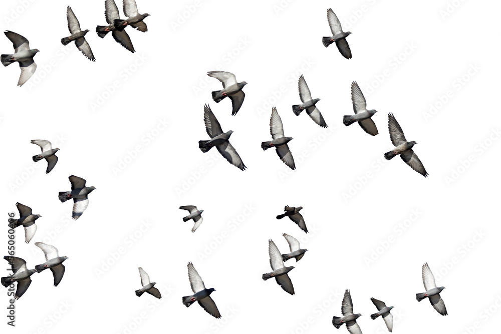 herd of birds fly	