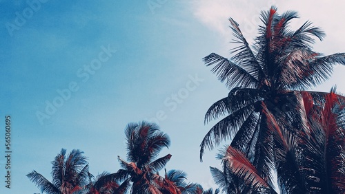Red palm with blue sky background © Iurii