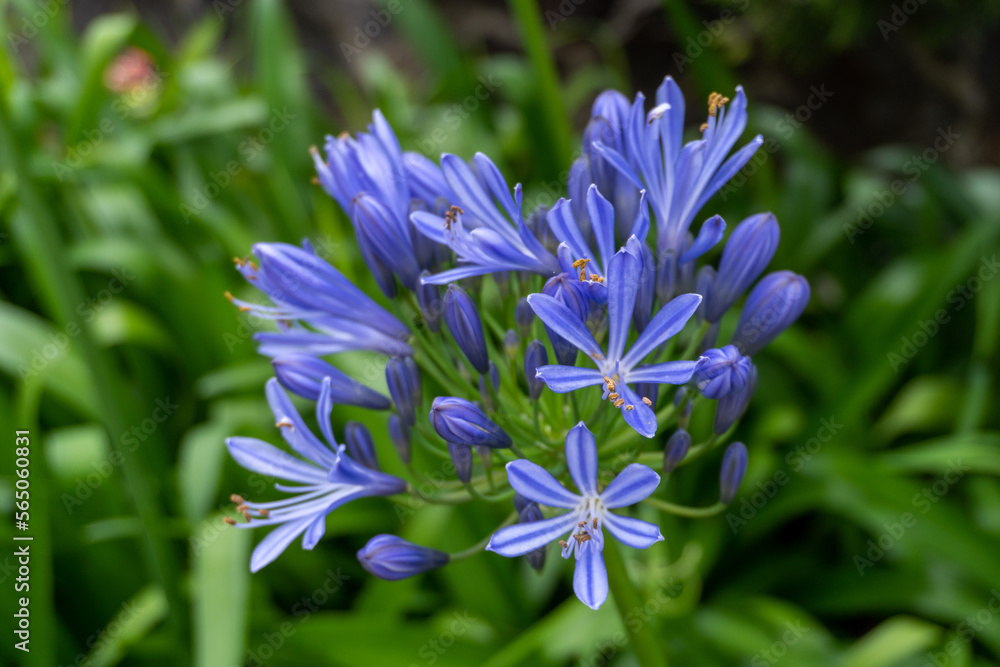 Purplish blue flowers in the middle of green nature Purplish blue flowers in the middle of green nature