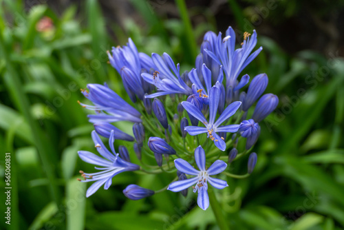 Purplish blue flowers in the middle of green nature