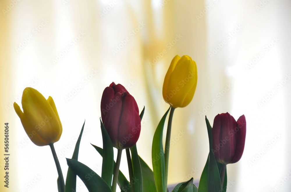 tulipany  - obrazy, fototapety, plakaty 