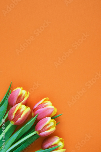 Tulips on orange background. Greeting card. 8 March Happy Women's Day. Mother's day. Flat lay. Place for text. Vertical photo 