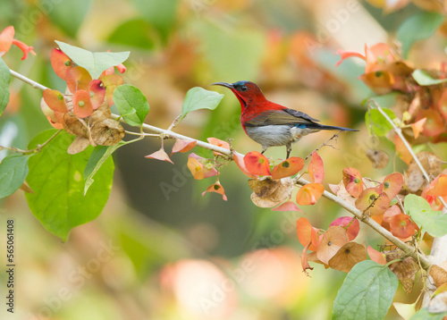 Crimson Sunbird
