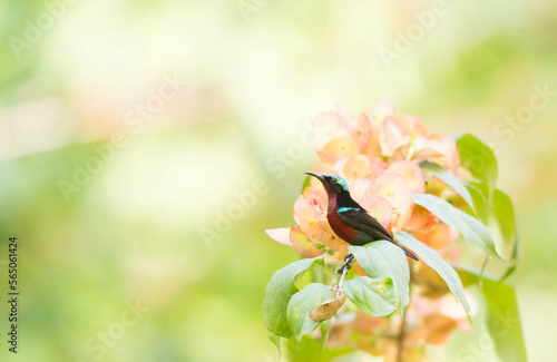 Van Hasselt’s Sunbird