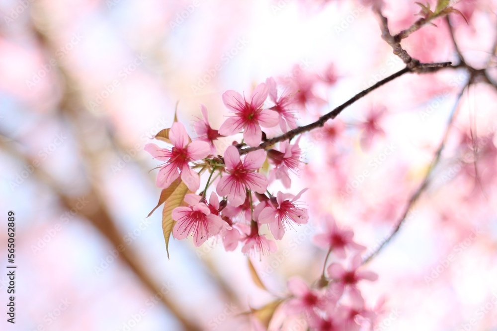 Fototapeta premium pink cherry blossom