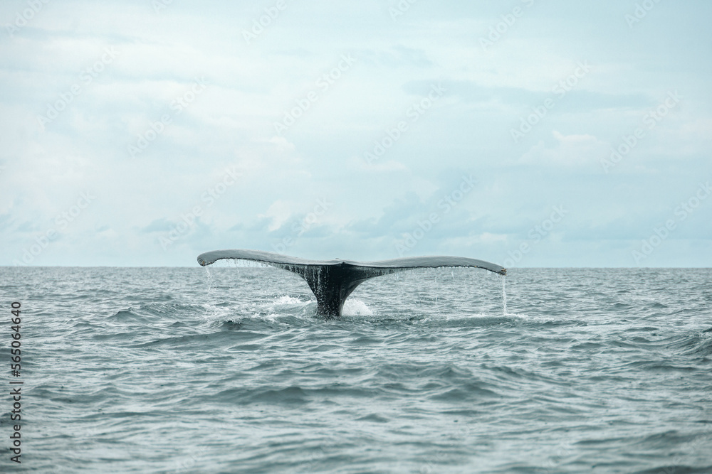 Ballenas saltando en epoca de apareamiento. Ballenas saltando en epoca de apareamiento.