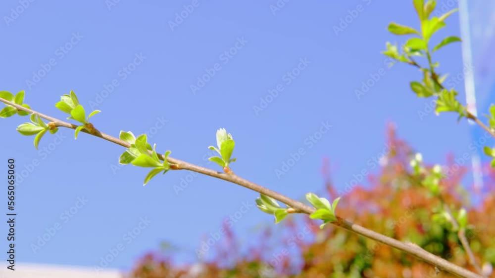 green foliage, young leaves bloom on branch of buds, sway in wind, concept flora, natural zones temperate zone of europe, nature protection, living energy, wind, weather forecast green foliage, young leaves bloom on branch of buds, sway in wind, concept flora, natural zones temperate zone of europe, nature protection, living energy, wind, weather forecast