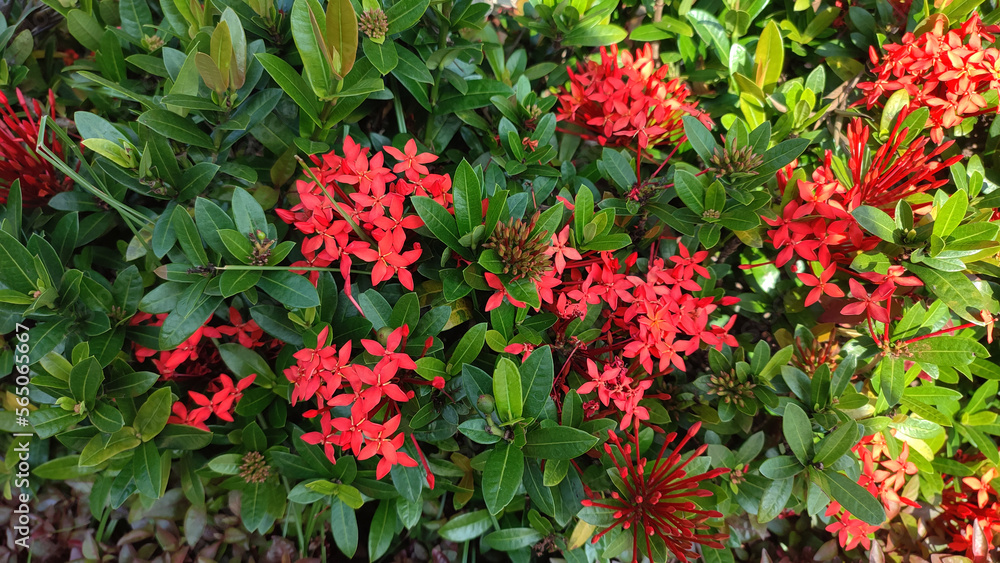 Jungle geranium flower in red in the garden
