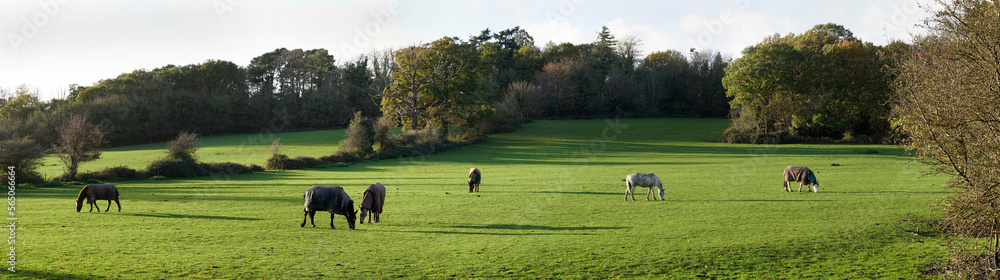 UK, England, Surrey, horse grazing panorama UK, England, Surrey, horse grazing panorama