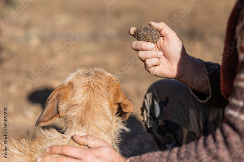 Harvesting black truffles in a truffle plantation