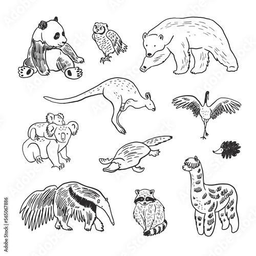 Animals vector line illustrations set: panda bear, owl, bear, anteater, kangaroo, koala, platypus, raccoon, llama.