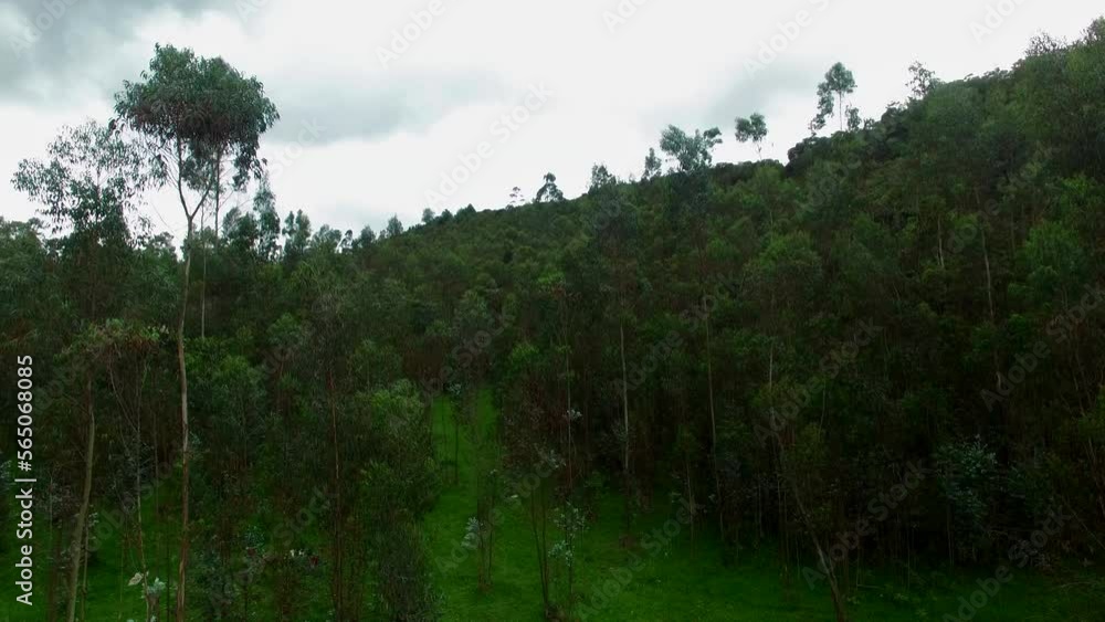 eucalyptus forest aerial view eucalyptus forest aerial view