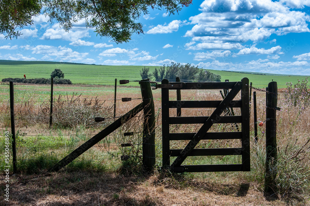 View of the field in the Argentine Pampa with a gate in the shade of a tree and the blue sky with white clouds.
