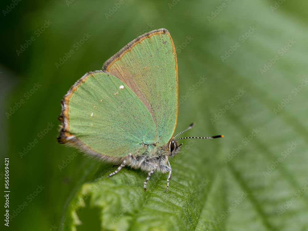 Green Haiirstreak Butterfly on a Leaf Green Haiirstreak Butterfly on a Leaf