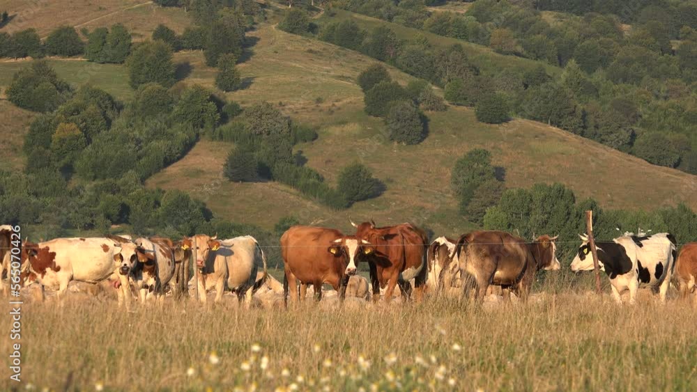 Cows Grazing in Mountains Agriculture Field, Beef Portrait Pasturing on Meadow, Animals in Pasture Farming, Countryside Village Cows Grazing in Mountains Agriculture Field, Beef Portrait Pasturing on Meadow, Animals in Pasture Farming, Countryside Village