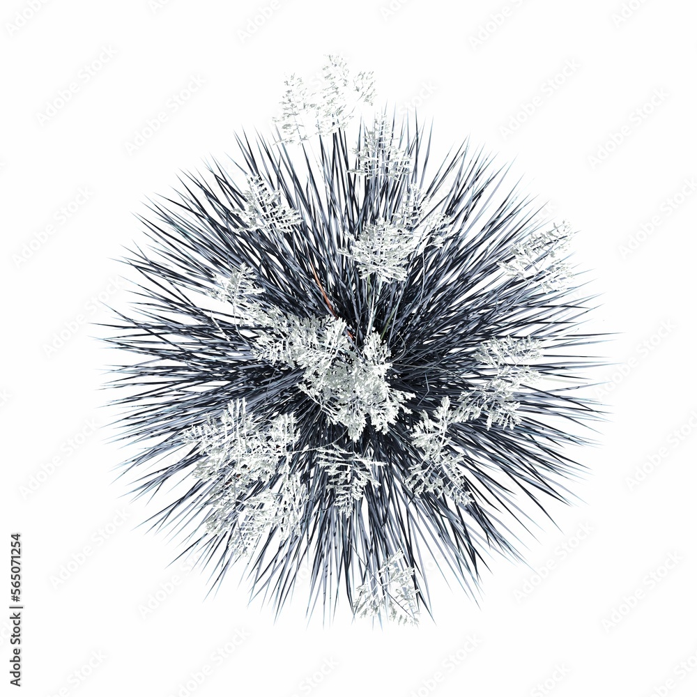 wild field grass, top view, isolated on white background, 3D illustration, cg render wild field grass, top view, isolated on white background, 3D illustration, cg render