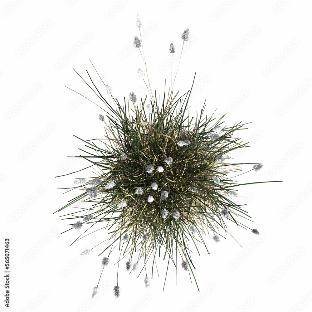 wild field grass, top view, isolated on white background, 3D illustration, cg render