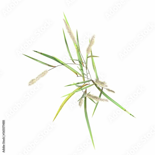 wild field grass, top view, isolated on white background, 3D illustration, cg render © vadim_fl