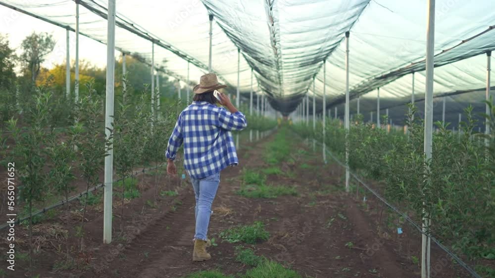 Back view of handsome male farmer walking and talking on a phone in the sunny fruit plantation. Back view of handsome male farmer walking and talking on a phone in the sunny fruit plantation.
