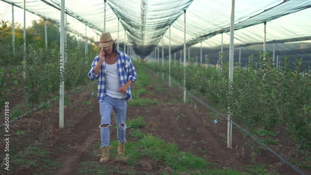 Back view of handsome male farmer walking and talking on a phone in the sunny fruit plantation. Back view of handsome male farmer walking and talking on a phone in the sunny fruit plantation.