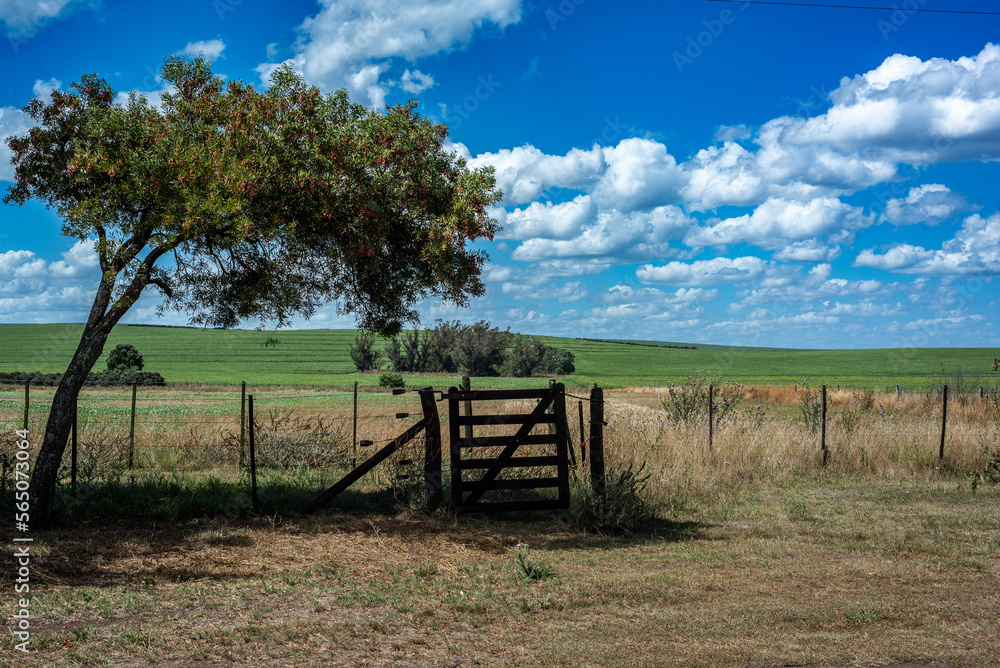 View of the field in the Argentine Pampa with a gate in the shade of a tree and the blue sky with white clouds.