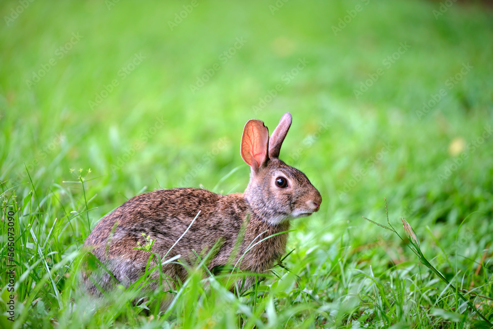 Grey small hare eating grass on summer field. Wild rabbit in nature Grey small hare eating grass on summer field. Wild rabbit in nature