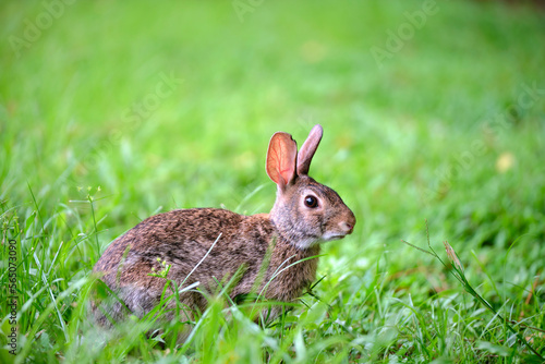 Grey small hare eating grass on summer field. Wild rabbit in nature © bilanol