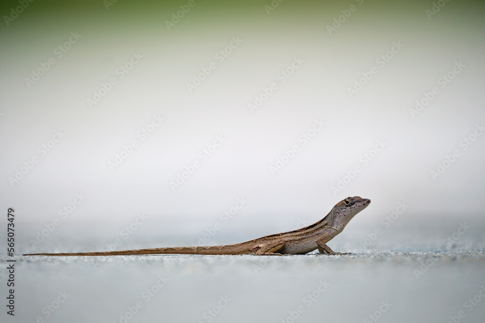 Macro closeup of blown alone lizard warming on summer sun. Anolis sagrei small reptile in native to Florida USA Macro closeup of blown alone lizard warming on summer sun. Anolis sagrei small reptile in native to Florida USA