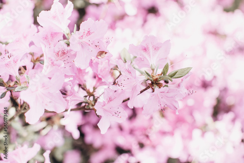 Flowering cherry blossom bush macro spring time