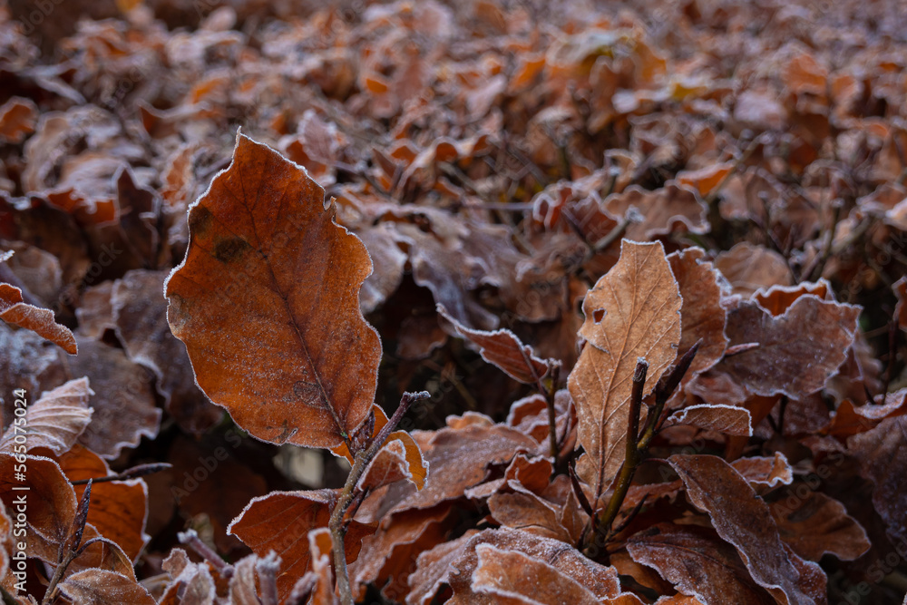crystals frost covered the colorful grasses in the autumn garden on a cold morning crystals frost covered the colorful grasses in the autumn garden on a cold morning