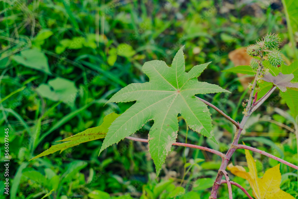 Castor oil plant Ricinus communis green leaves Castor oil plant Ricinus communis green leaves
