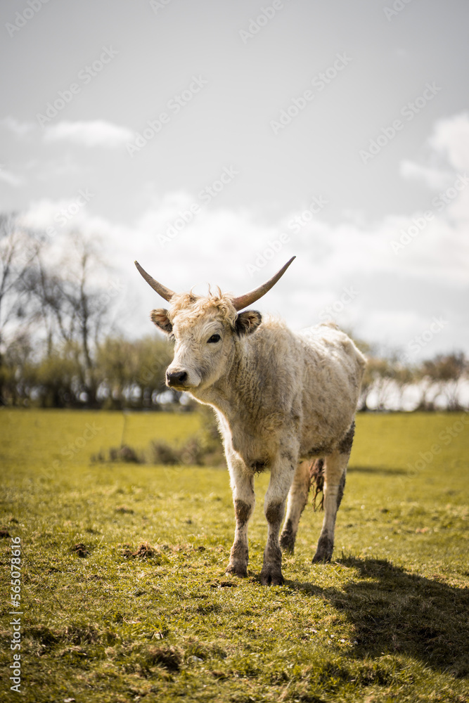 Stier auf einer grünen Weide mit Bäumen im Hintergrund Stier auf einer grünen Weide mit Bäumen im Hintergrund