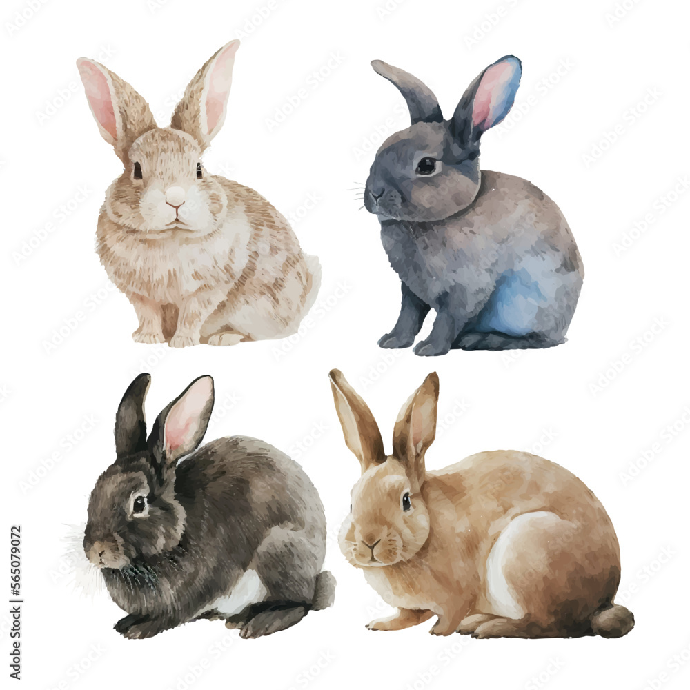Fototapeta premium Watercolor illustration of a cute fluffy grey rabbit in a white background